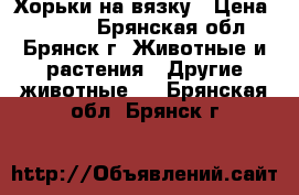 Хорьки на вязку › Цена ­ 1 000 - Брянская обл., Брянск г. Животные и растения » Другие животные   . Брянская обл.,Брянск г.